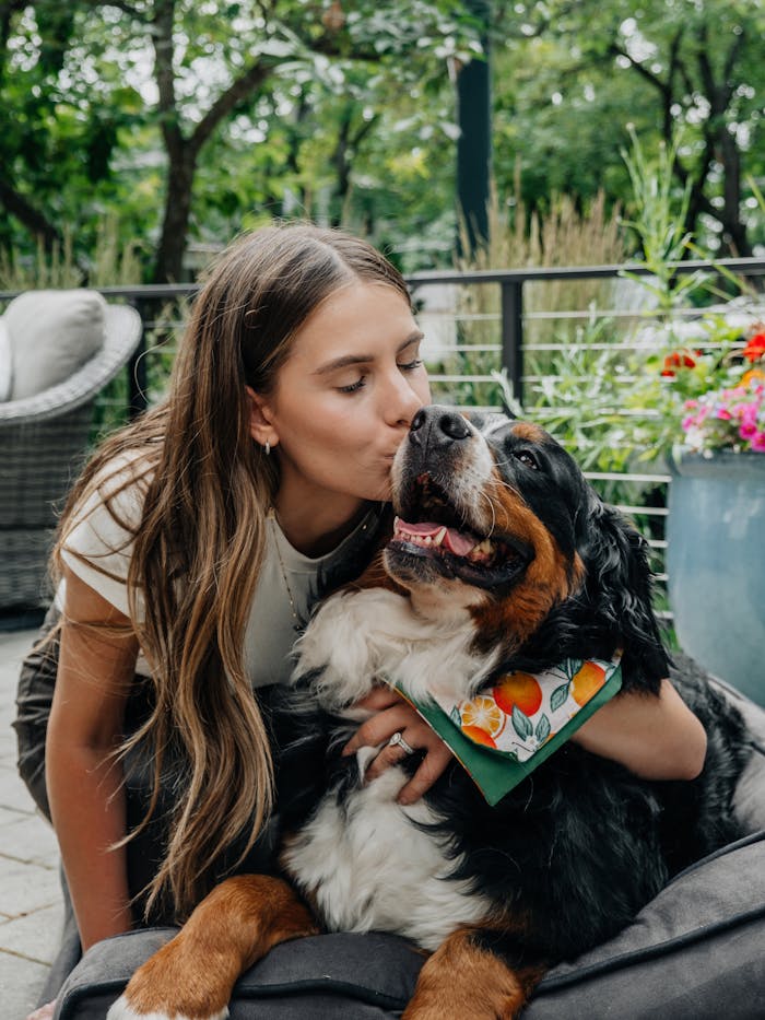 pexels-photo-28948918 Capture of a loving moment between a brunette woman and a Bernese mountain dog on a patio.